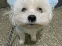 콧물 꽁꽁