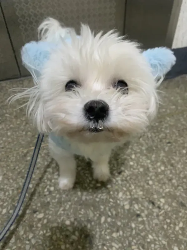 콧물 꽁꽁