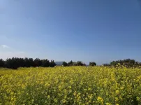 주말 제주도 유채꽃 현황