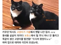 고양이 잘못 데려옴