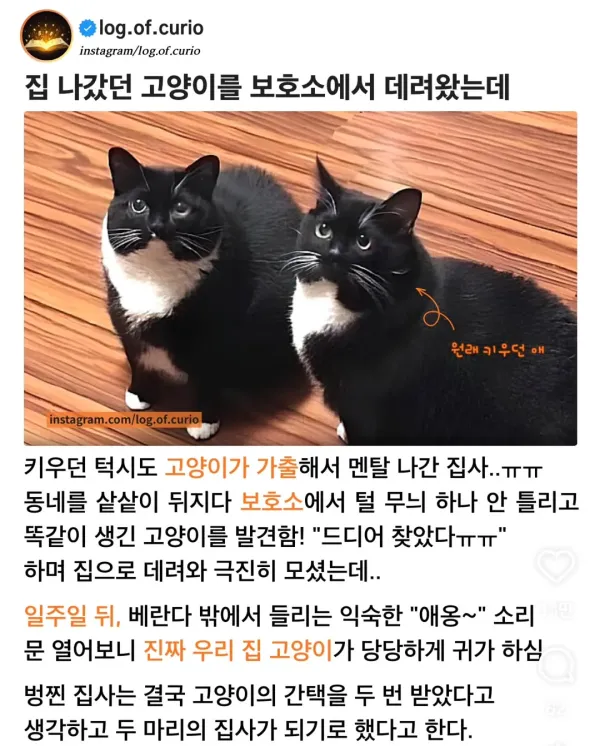 고양이 잘못 데려옴