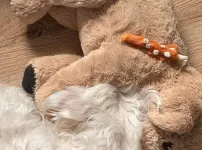 강아지 인형 둘