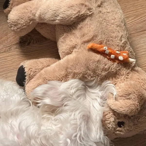 강아지 인형 둘