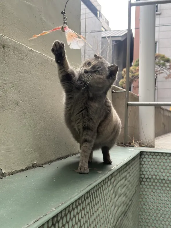 고양이