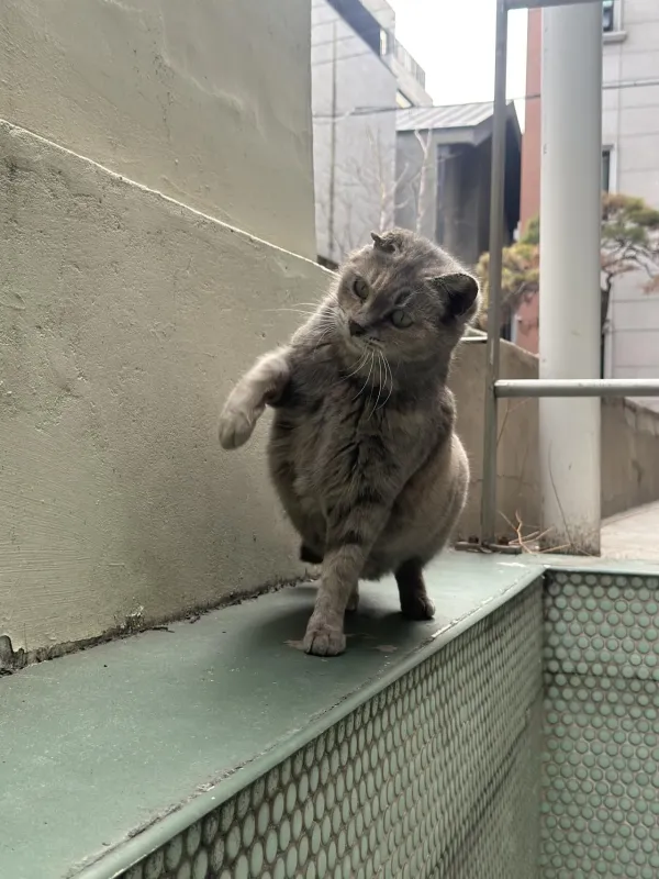 고양이