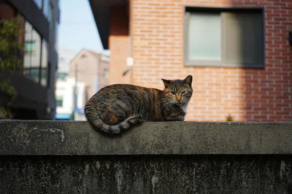 고양이