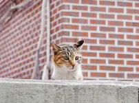고양이