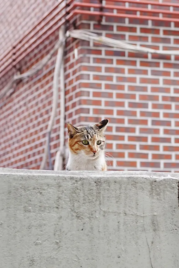 고양이