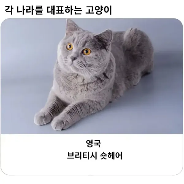 각 나라를 대표하는 고양이 품종
