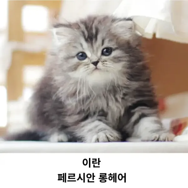 각 나라를 대표하는 고양이 품종