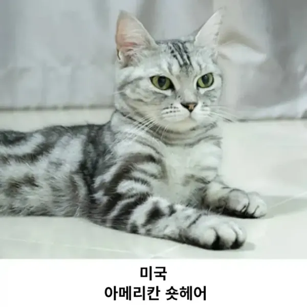 각 나라를 대표하는 고양이 품종