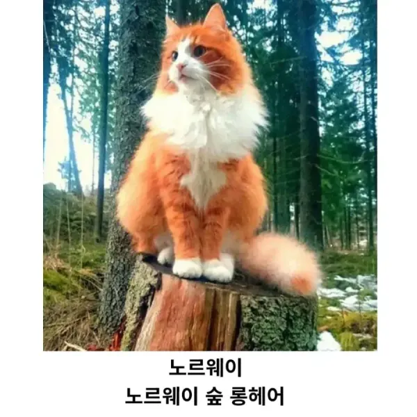 각 나라를 대표하는 고양이 품종