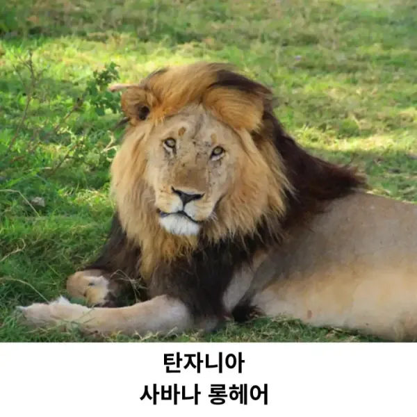 각 나라를 대표하는 고양이 품종