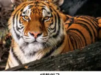 각 나라를 대표하는 고양이 품종