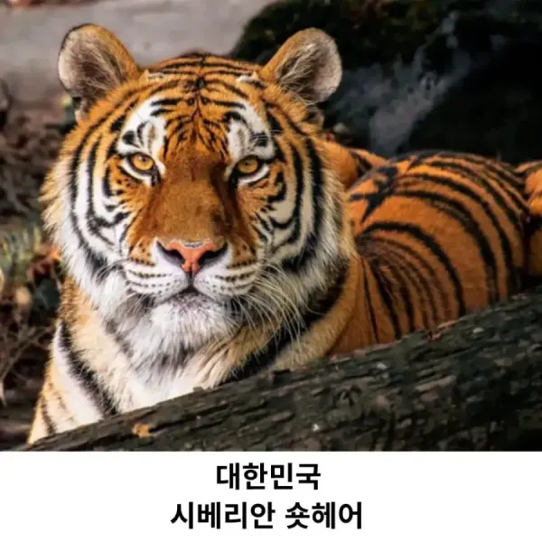 각 나라를 대표하는 고양이 품종