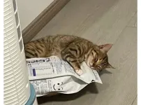 바뀐 사료가 너무 맘에든 고양이