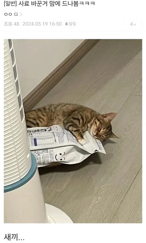 바뀐 사료가 너무 맘에든 고양이
