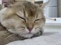 자고 있는 우리 금동이
