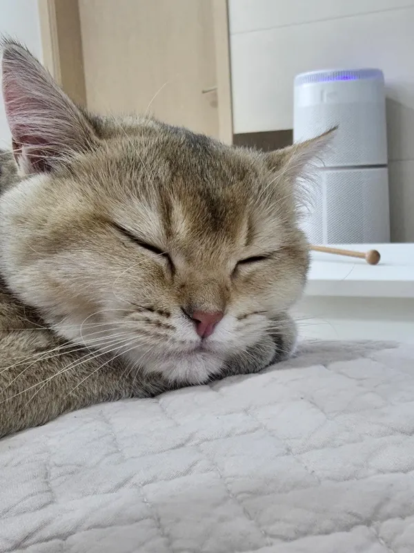자고 있는 우리 금동이