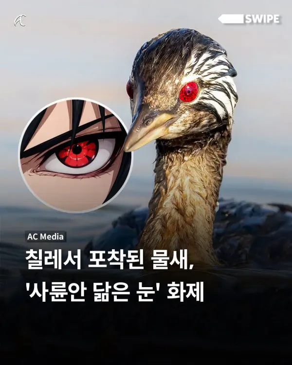 이번에 발견된 사륜안을 가진 물새