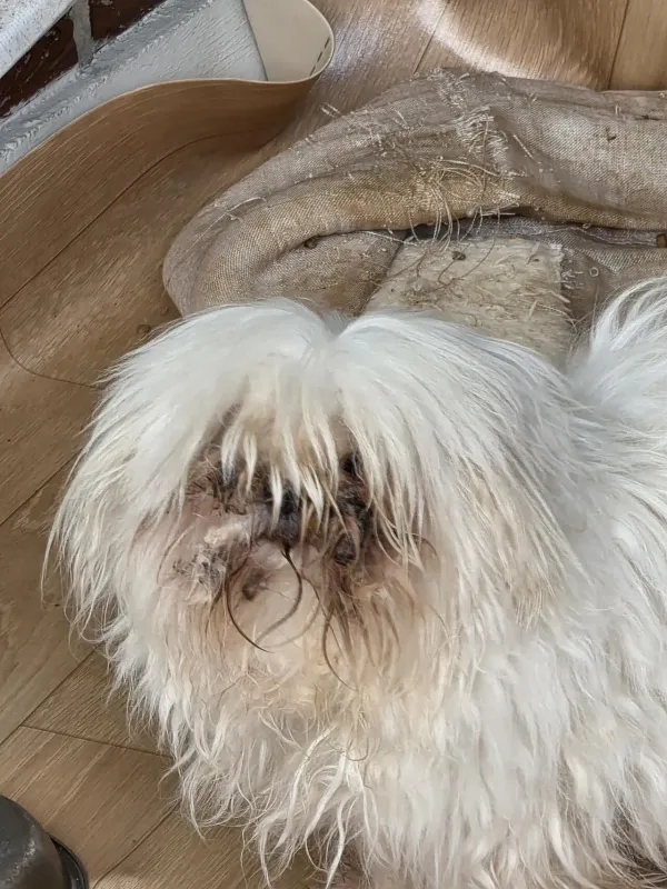 이정도면 학대인가?