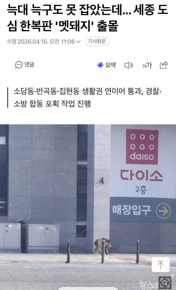 현재 난리났다는 세종 도심한복판 멧돼지 근황