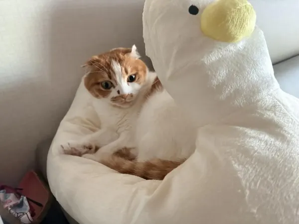 야옹