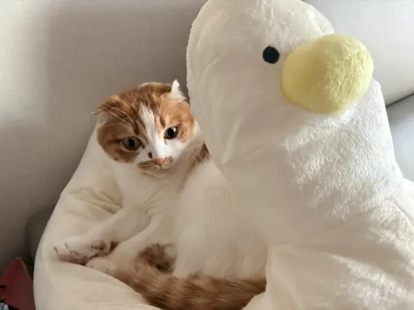 야옹