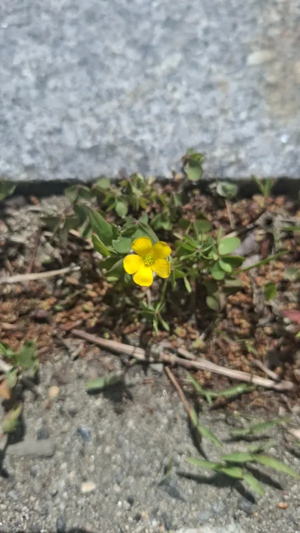 요즘 꽃이 이쁘네여