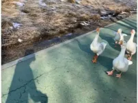 요즘 한강에 보이는 민폐 런닝족