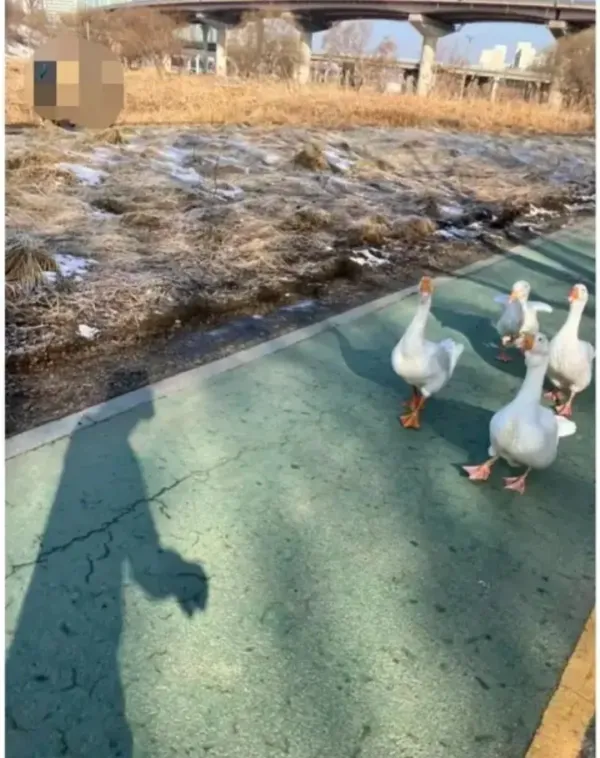 요즘 한강에 보이는 민폐 런닝족