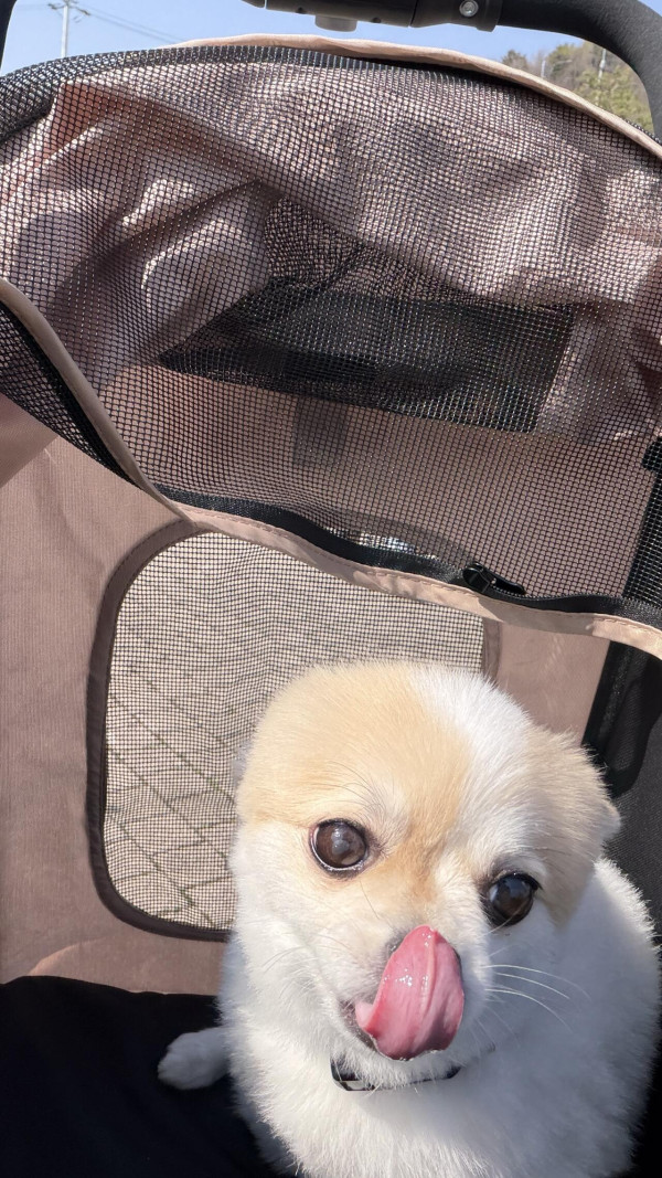 울집개 차 뽑고 꽃구경 다녀옴