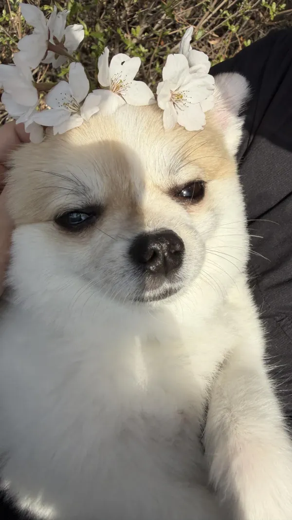울집개 차 뽑고 꽃구경 다녀옴