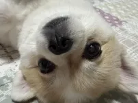울집개 차 뽑고 꽃구경 다녀옴
