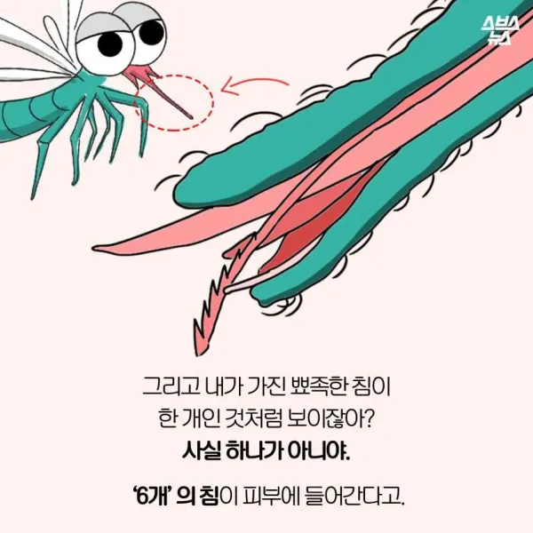 모기가 물면 가려운 이유
