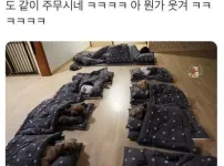 강아지랑 같이 주무시는 선생님