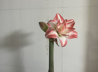 꽃 피니 기분이 좋아요
