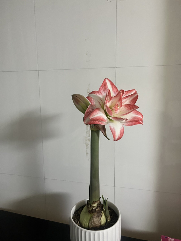 꽃 피니 기분이 좋아요