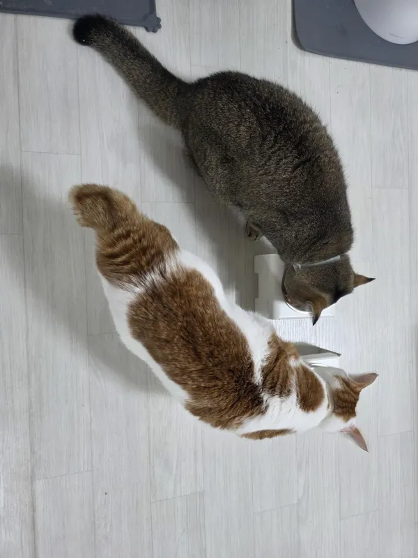 오랜만애 애옹이들 츄르먹방