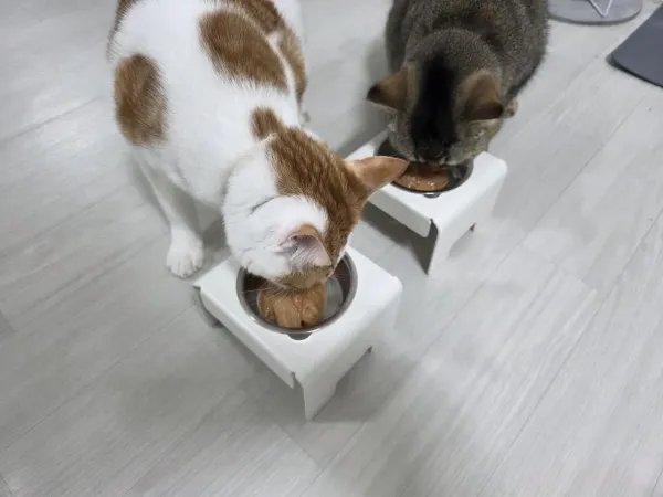 오랜만애 애옹이들 츄르먹방