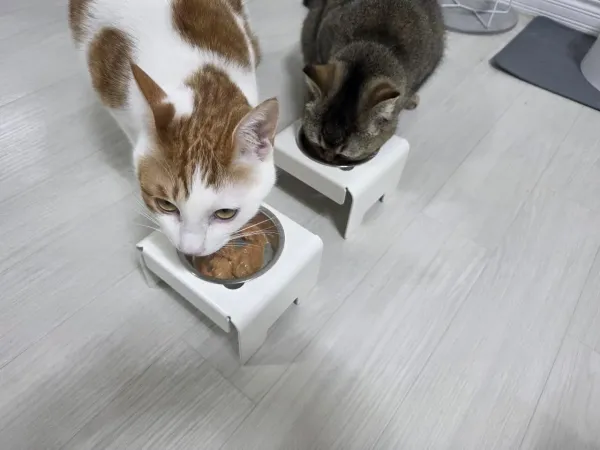 오랜만애 애옹이들 츄르먹방