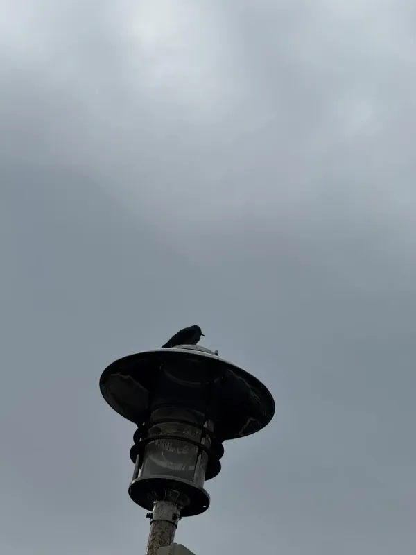 귀여운 새
