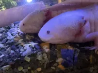 카피바라