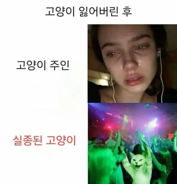 고양이 잃어버린후