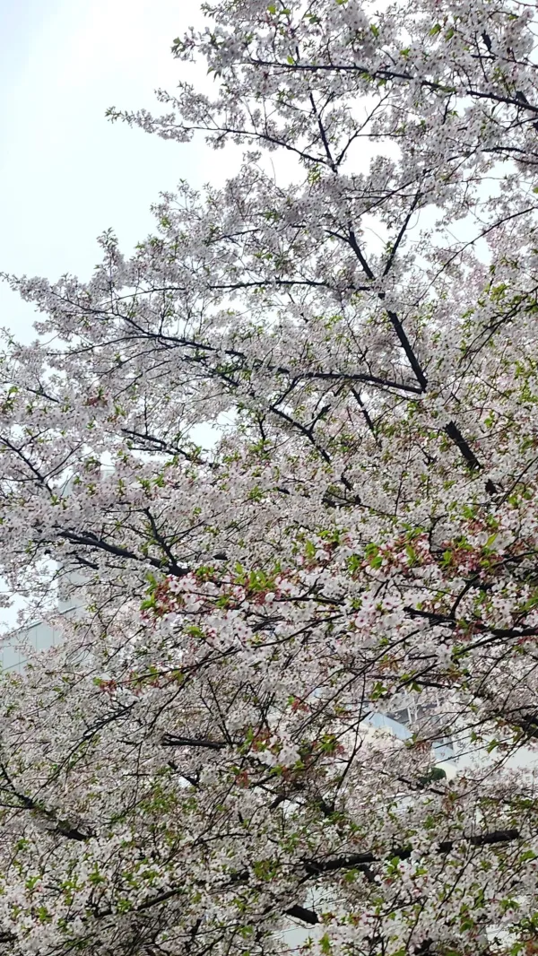 현재 도쿄 벚꽃
