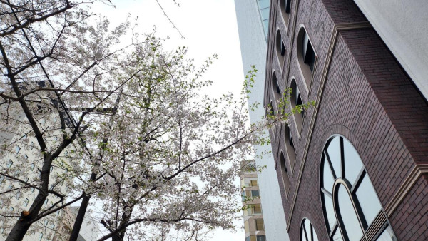 현재 도쿄 벚꽃