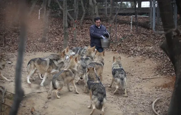 댕댕이 같은 대전 오월드 늑대들