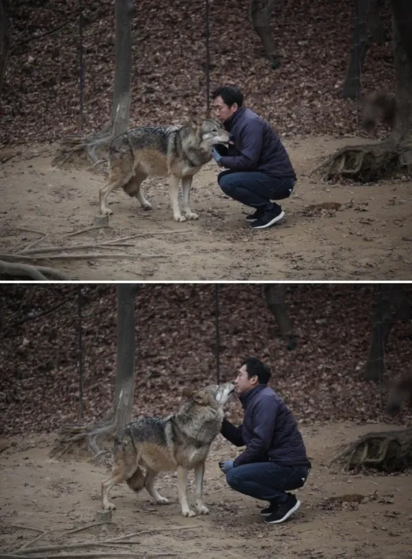 댕댕이 같은 대전 오월드 늑대들