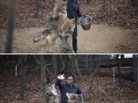 댕댕이 같은 대전 오월드 늑대들
