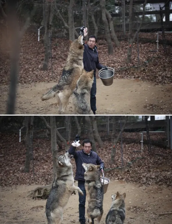 댕댕이 같은 대전 오월드 늑대들